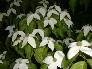 ヤマボウシ_a0015682_0521.jpg