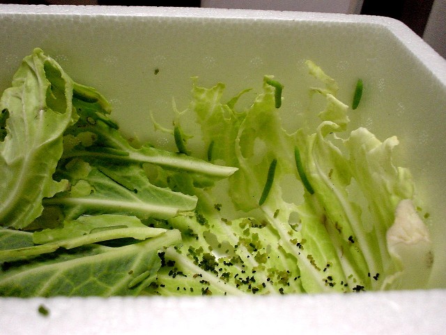 a0008885_02412.jpg