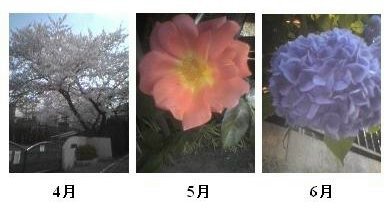 季節の花々_a0018105_112322.jpg