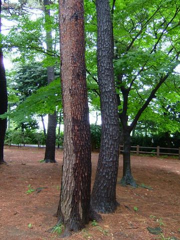 赤松黒松 日日光進 Nichinichikousin 赤松黒松 日日光進 Nichinichikousin