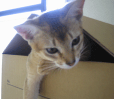 a0009397_223048.gif