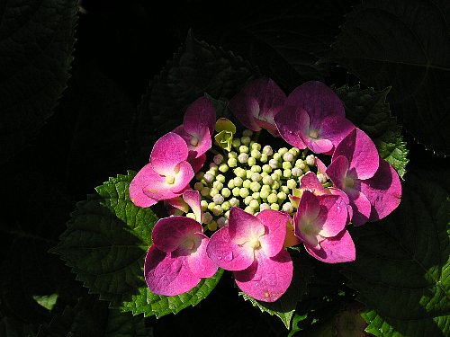 紫陽花（40枚目）_a0024305_134910.jpg