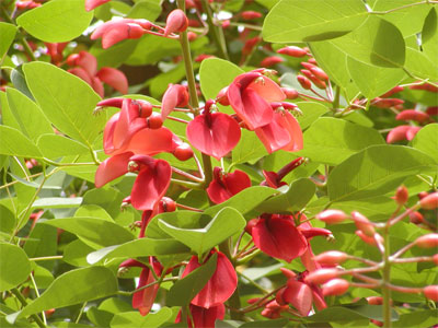 紅い鳥の棲む楽園_a0002073_0235.jpg