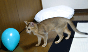 モモの発情_a0009397_221835.gif