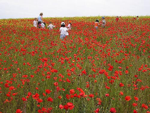 花に埋もれて・・・_a0017825_213120.jpg