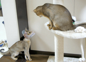 a0009397_211150.gif