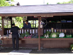 八ヶ岳の白菜。_a0026127_181044.jpg