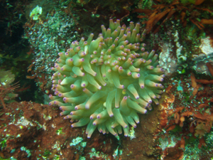 052 サンゴイソギンチャク ランゲルハンス島の海 052 サンゴイソギンチャク ランゲルハンス島の海