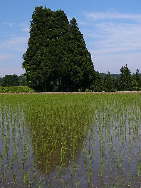 棚田を守る樹の精霊_a0026138_23041.jpg