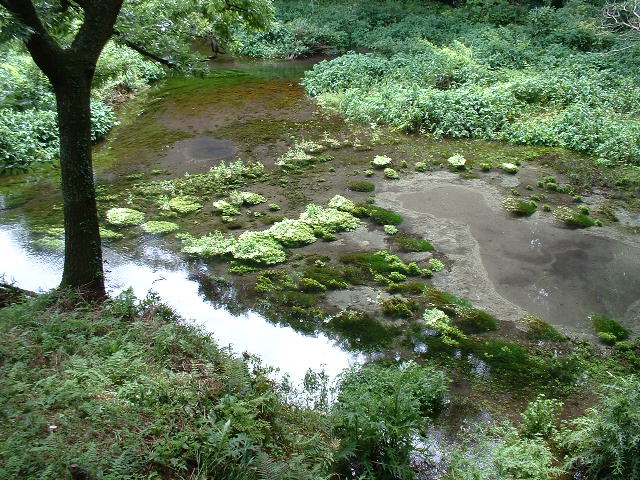 柿田川湧水郡_a0024350_91654.jpg