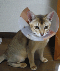 a0009397_224239.gif