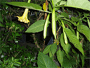 a0024400_21179.gif