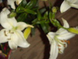 a0012754_3312.jpg