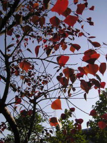 ＊芸術の秋！＊　 　2003,11,16_a0030038_122510.jpg