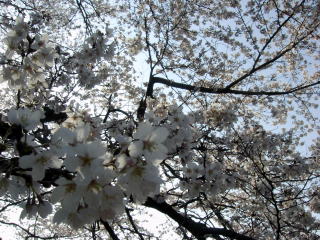 ＊今年の桜ははじめて桜…＊　　2004,3,28_a0030038_12495.jpg