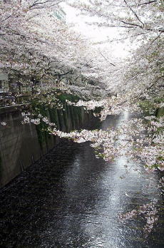 ＊最後に、水面桜。＊　　2003,4,8_a0030038_93511.jpg