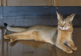 a0009397_22493.gif