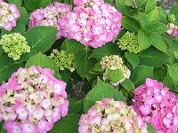 a0023043_52830.jpg