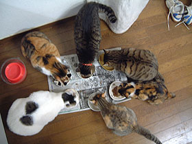 ６匹の食事風景_a0028451_11040.jpg