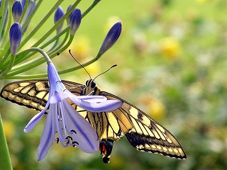 アバカンサスとアゲハチョウ_a0020336_214818.jpg