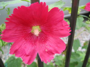 タチアオイの花を見つけました。_a0015682_213748.jpg