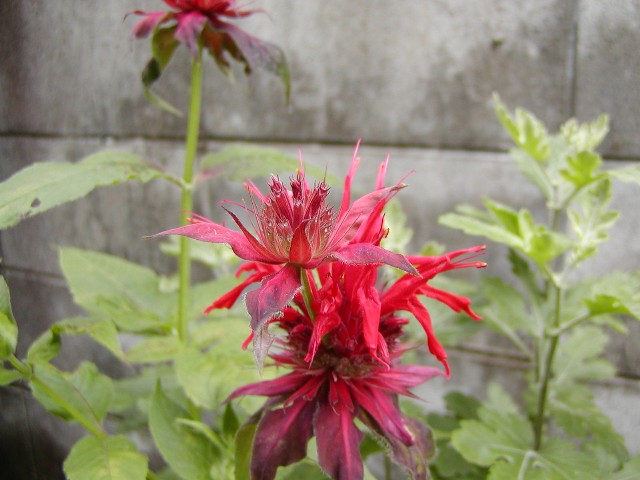a0004023_72043.jpg