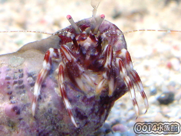 ホンヤドカリ属の一種!_a0017072_163258.jpg