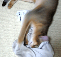 a0009397_201012.gif