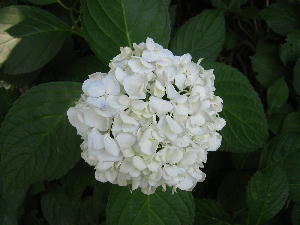 a0027290_153027.jpg