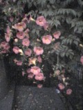 a0023695_0304.jpg