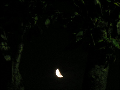 Half Moon　「安らぎの葉」_a0002073_4435.jpg