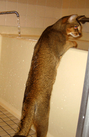 a0009397_202158.gif