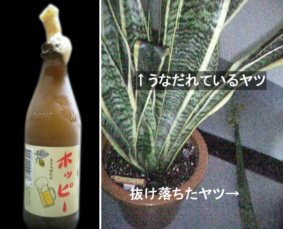 a0019601_13045.jpg