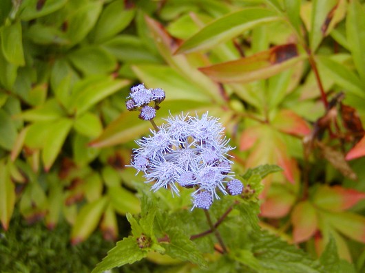 a0004023_7058.jpg