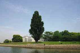 19日(祝)はPOP\'La通りでピクニックするよ_a0033733_105945.jpg