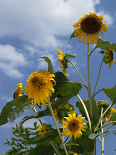 a0003746_16413.jpg