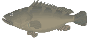 色鯉の花子ちゃんは226才・・・魚の寿命とは?_a0028694_865.gif