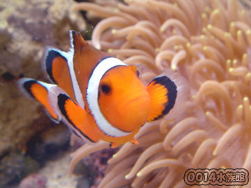 カクレクマノミ!_a0017072_14843.jpg