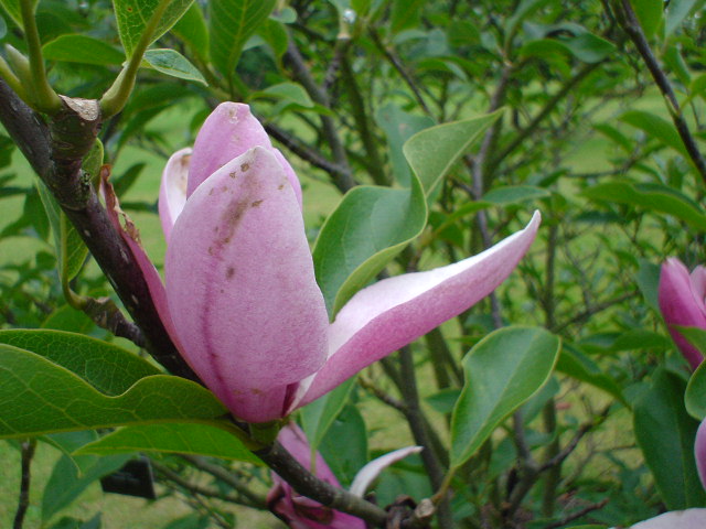 Pink magnolia / July 12. 2004 / 13:19_a0030867_04838.jpg