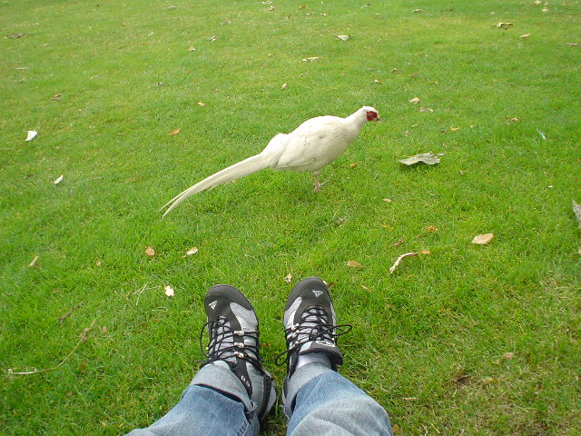 White Pheasant / July 12. 2004 / 14:08_a0030867_1124.jpg
