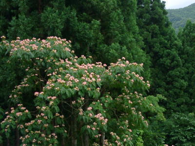 a0009747_830380.jpg