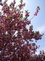 a0034225_82570.jpg