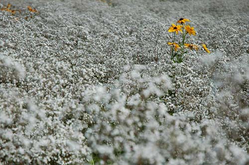 雪の花_a0004722_1718695.jpg