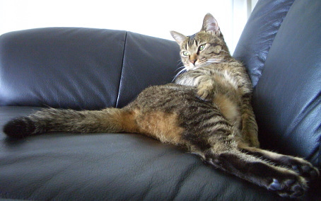 猫はソファーに流れる_a0014810_9234.jpg