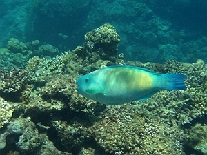 a0036334_1716557.jpg