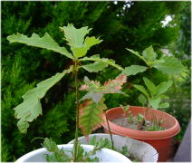 a0009747_2020027.jpg