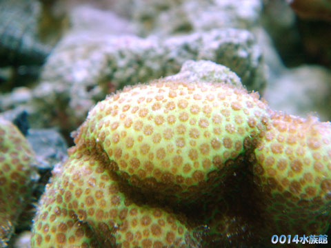 ハマサンゴ!_a0017072_18391213.jpg