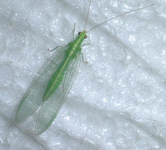 a0008105_7271647.jpg