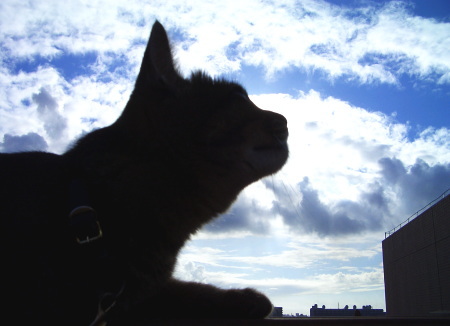 猫はじっと空を見る_a0014810_833847.jpg