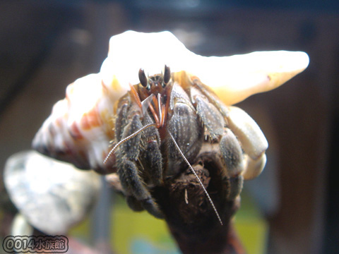 ナキオカヤドカリ!_a0017072_1045896.jpg